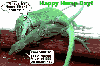 Days - Hump Day Myspace Comments