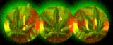Alcohol&Drugs Myspace Comments