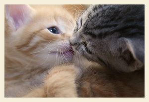 Kisses Myspace Comments
