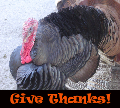 Thanksgiving Myspace Comments