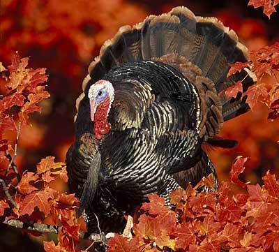 Thanksgiving Myspace Comments