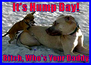 Days - Hump Day Myspace Comments