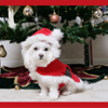 Christmas Myspace Comments