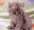 Animated Pictures Myspace Comments