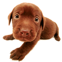 Animated Pictures Myspace Comments