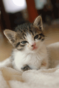 Animated Pictures Myspace Comments