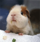 Animated Pictures Myspace Comments